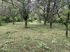 Pronájem sadu/vinice, Praha - Točná, Ke starému hřišti, 3842 m2