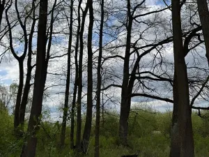 Prodej pozemku, Třeboň, 14477 m2