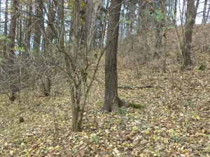 Dražba pozemku, Horní Stropnice, 2463 m2