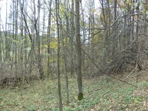 Dražba pozemku, Horní Stropnice, 2463 m2