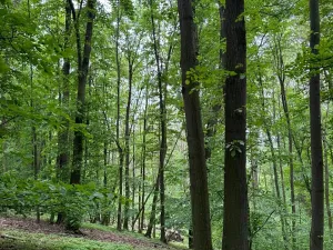 Prodej lesa, Stěbořice, 12789 m2