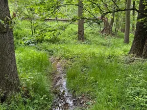 Prodej lesa, Stěbořice, 12789 m2