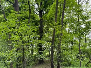Prodej lesa, Stěbořice, 12789 m2