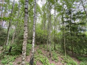Prodej lesa, Blížejov - Lštění, 4152 m2
