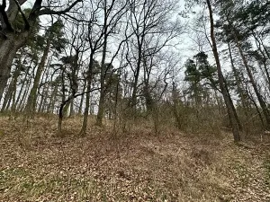 Prodej podílu lesa, Kolinec, 14565 m2