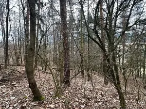 Prodej podílu lesa, Kolinec, 14565 m2