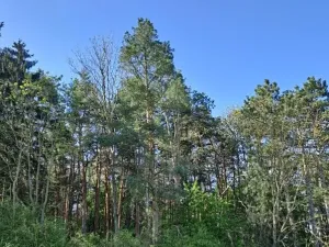 Prodej lesa, Šumice, 9426 m2