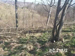 Prodej lesa, Jihlava, 52928 m2