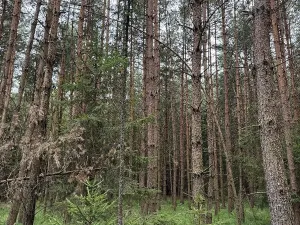 Prodej lesa, Křenovice, 5088 m2