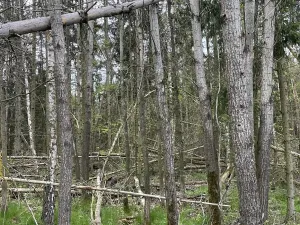 Prodej lesa, Hradiště, 3845 m2