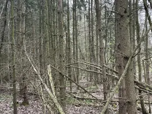 Prodej lesa, Hradiště, 3845 m2