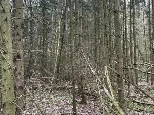 Prodej lesa, Hradiště, 3845 m2