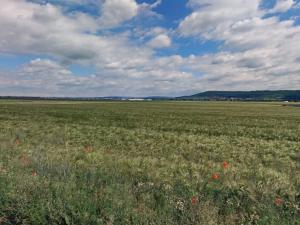 Prodej pole, Brodce, 17233 m2