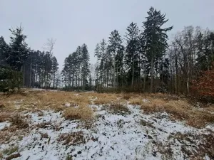 Prodej lesa, Nezbavětice, 10255 m2