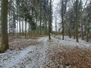 Prodej lesa, Nezbavětice, 10255 m2