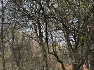 Prodej pozemku, Praha, 9174 m2