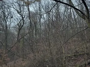 Prodej podílu lesa, Ústí nad Labem, 1184 m2