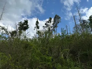 Prodej pozemku, Boršov nad Vltavou, 7673 m2