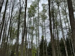 Prodej lesa, Bednáreček, 19864 m2