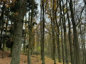 Prodej podílu lesa, Dolní Lukavice, 7998 m2