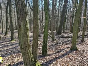Prodej lesa, Mistřice, 1791 m2