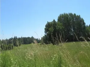 Prodej lesa, Kolinec, 75440 m2