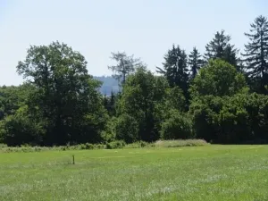 Prodej lesa, Kolinec, 75440 m2