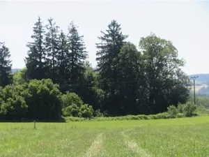 Prodej lesa, Kolinec, 75440 m2