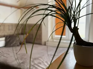 Pronájem bytu 1+kk, České Budějovice, Jar. Haška, 18 m2