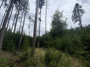 Prodej lesa, Pavlov, 1135 m2