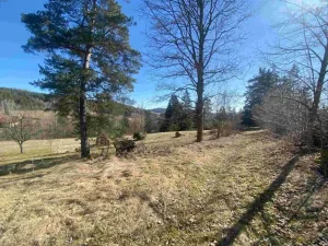 Dražba louky, Čkyně, 326 m2