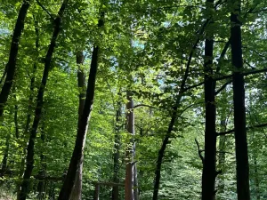 Prodej podílu lesa, Hudlice, 5790 m2