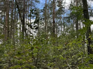 Prodej podílu lesa, Herálec, 1094 m2