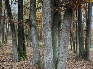 Prodej podílu pozemku, Dolní Lukavice, 43384 m2