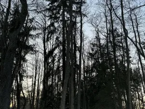 Prodej podílu lesa, Smilovy Hory, 938 m2