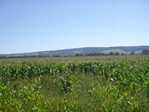 Dražba pozemku pro bydlení, Lipov, 2364 m2