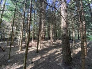 Prodej lesa, Lánov - Horní Lánov, 8914 m2