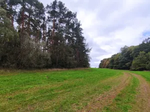Prodej lesa, Nečín, 44533 m2