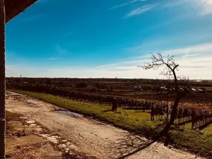 Prodej vinného sklepa, Velké Bílovice, 100 m2