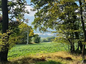 Prodej lesa, Postupice, 470 m2