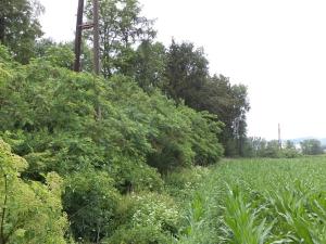 Dražba pozemku, Třebařov, 4992 m2