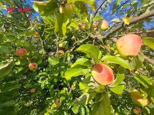 Prodej zahrady, Praha - Košíře, Nad Hliníkem, 300 m2