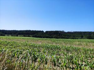 Prodej zahrady, Černovice - Panské Mlýny, 4180 m2