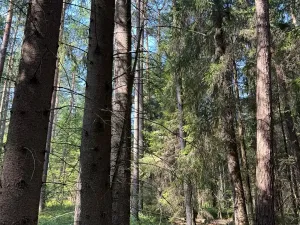 Prodej lesa, Mladošovice, 12064 m2