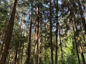 Prodej lesa, Mladošovice, 12064 m2