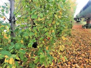 Prodej komerčního pozemku, Měšice, 2035 m2