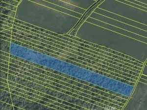 Dražba lesa, Šarovy, 11619 m2