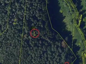 Prodej lesa, Havlíčkův Brod, 12933 m2