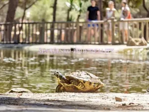 Prodej bytu 2+kk, Guardamar del Segura, Španělsko, 50 m2