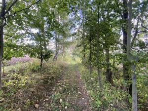 Prodej lesa, Lánov - Horní Lánov, 15996 m2